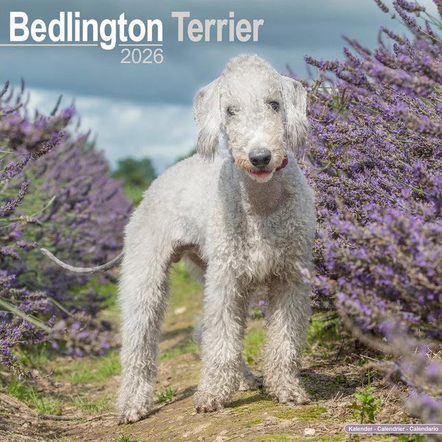Avonside Bedlington Terrier Kalender 2026