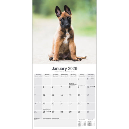 Avonside Belgische Herder Kalender 2026