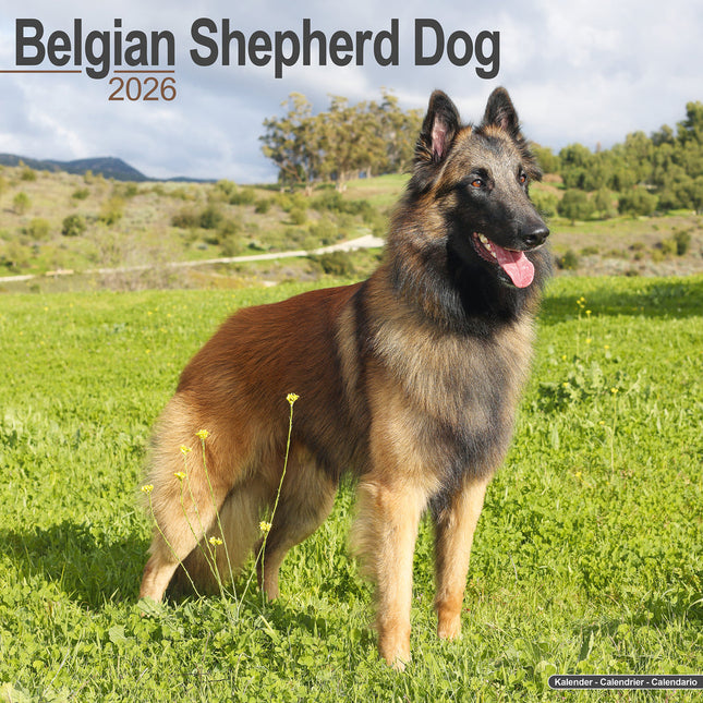 Avonside Belgische Herder Kalender 2026