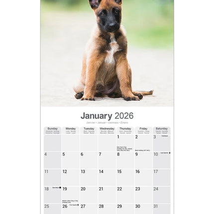 Avonside Belgische Herder Kalender 2026
