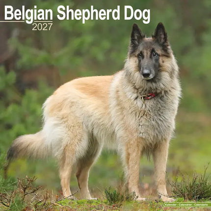 Avonside Belgische Herder Kalender 2027