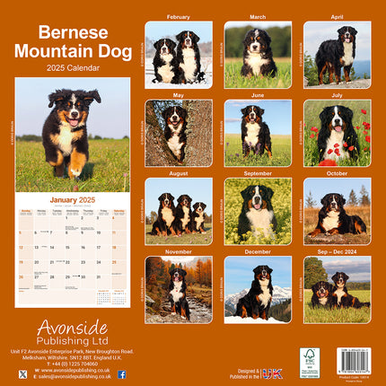 Avonside Berner Sennen Kalender 2025