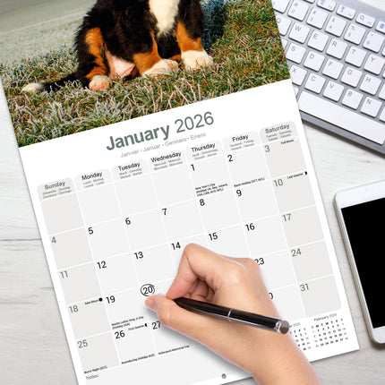 Avonside Berner Sennen Kalender 2026