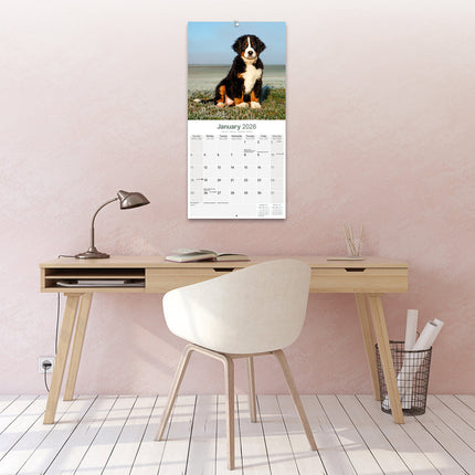 Avonside Berner Sennen Kalender 2026