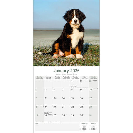 Avonside Berner Sennen Kalender 2026