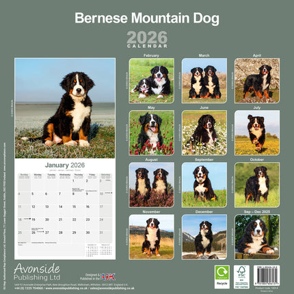Avonside Berner Sennen Kalender 2026
