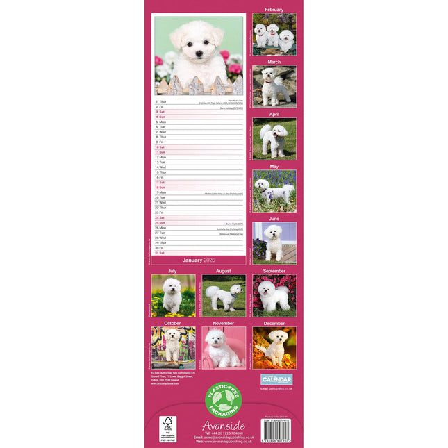 Avonside Bichon Frise Kalender 2026 Slimline
