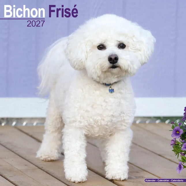 Avonside Bichon Frise Kalender 2027