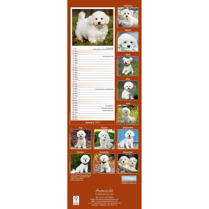 Avonside Bichon Frise Kalender 2027 Slimline