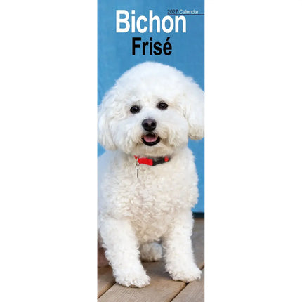 Avonside Bichon Frise Kalender 2027 Slimline