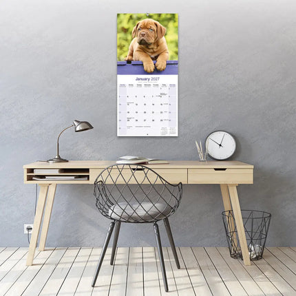 Avonside Bordeaux Dog Kalender 2027