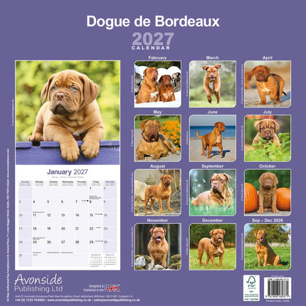 Avonside Bordeaux Dog Kalender 2027