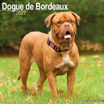Avonside Bordeaux Dog Kalender 2027