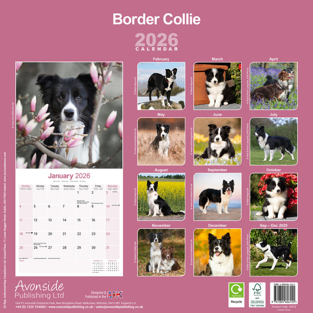 Avonside Border Collie Kalender 2026