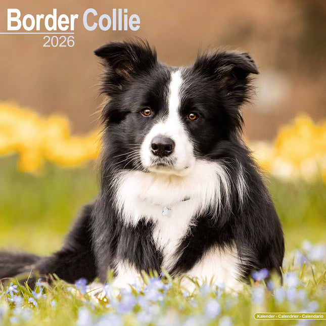 Avonside Border Collie Kalender 2026