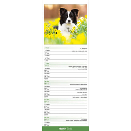 Avonside Border Collie Kalender 2026 Slimline