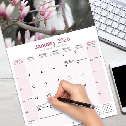 Avonside Border Collie Kalender 2027