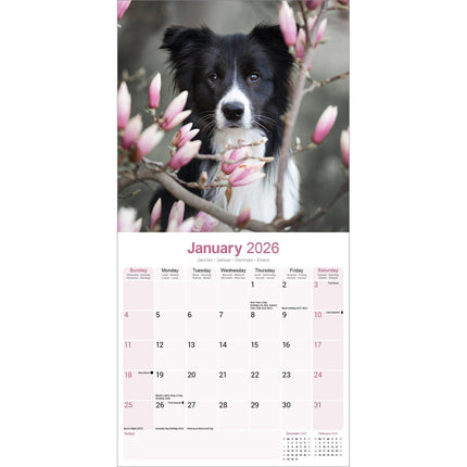 Avonside Border Collie Kalender 2027