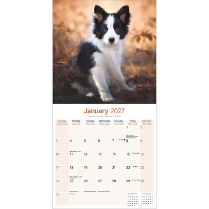 Avonside Border Collie Kalender 2027