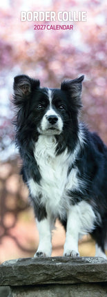 Avonside Border Collie Kalender 2027 Slimline