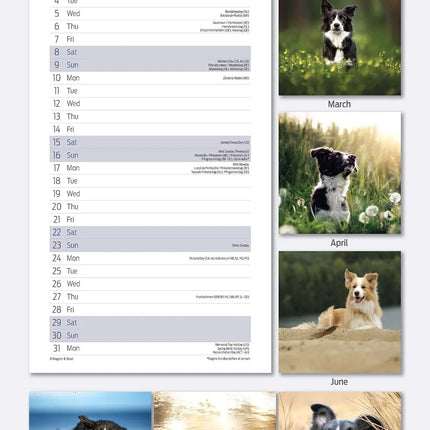 Avonside Border Collie Kalender 2027 Slimline