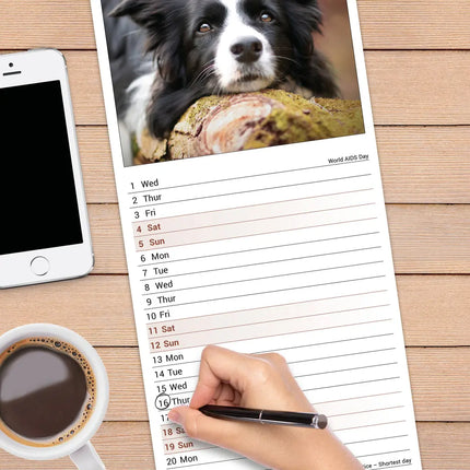 Avonside Border Collie Kalender 2027 Slimline