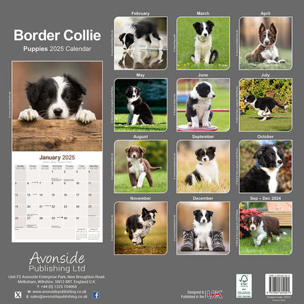 Avonside Border Collie Kalender Puppies 2025
