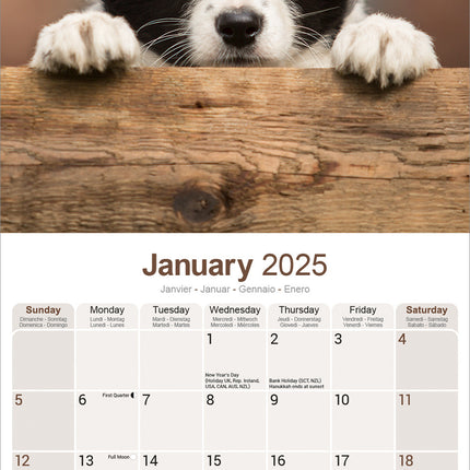 Avonside Border Collie Kalender Puppies 2025