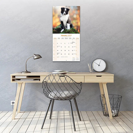 Avonside Border Collie Kalender Puppies 2027