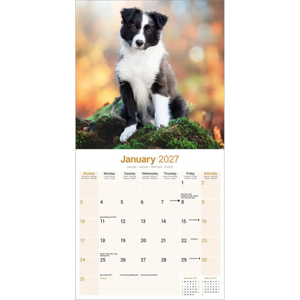 Avonside Border Collie Kalender Puppies 2027