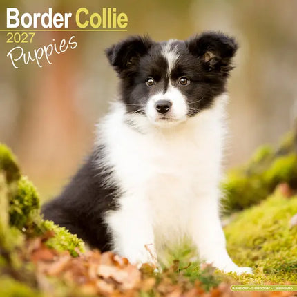 Avonside Border Collie Kalender Puppies 2027