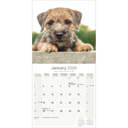 Avonside Border Terrier Kalender 2026