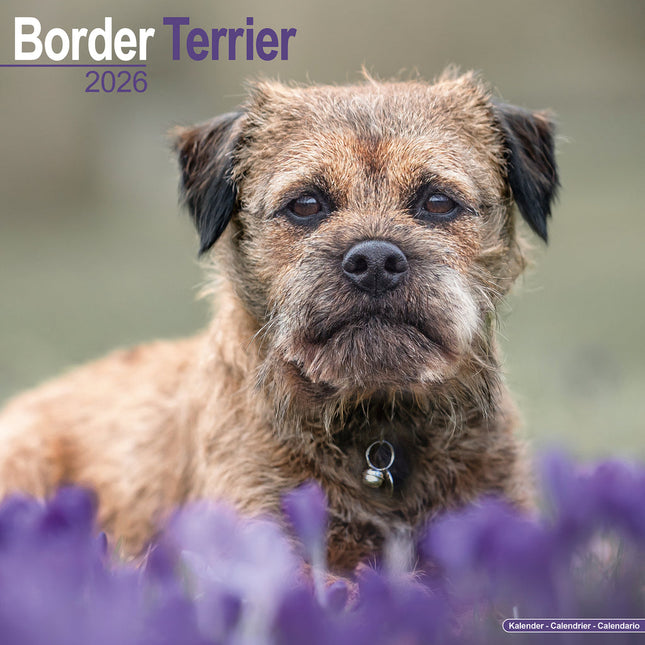 Avonside Border Terrier Kalender 2026
