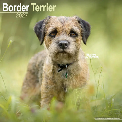 Avonside Border Terrier Kalender 2027