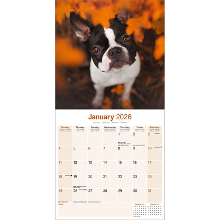 Avonside Boston Terrier Kalender 2026