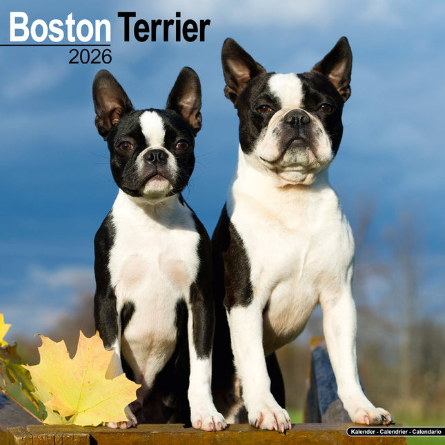 Avonside Boston Terrier Kalender 2026