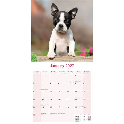Avonside Boston Terrier Kalender 2027