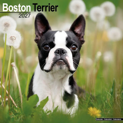 Avonside Boston Terrier Kalender 2027