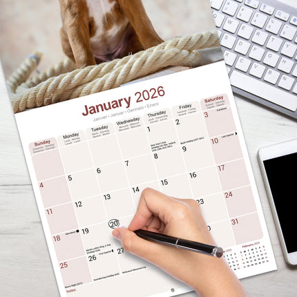 Avonside Boxer Kalender 2026