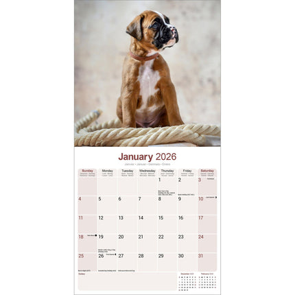 Avonside Boxer Kalender 2026