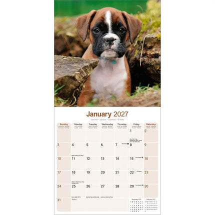 Avonside Boxer Kalender 2027