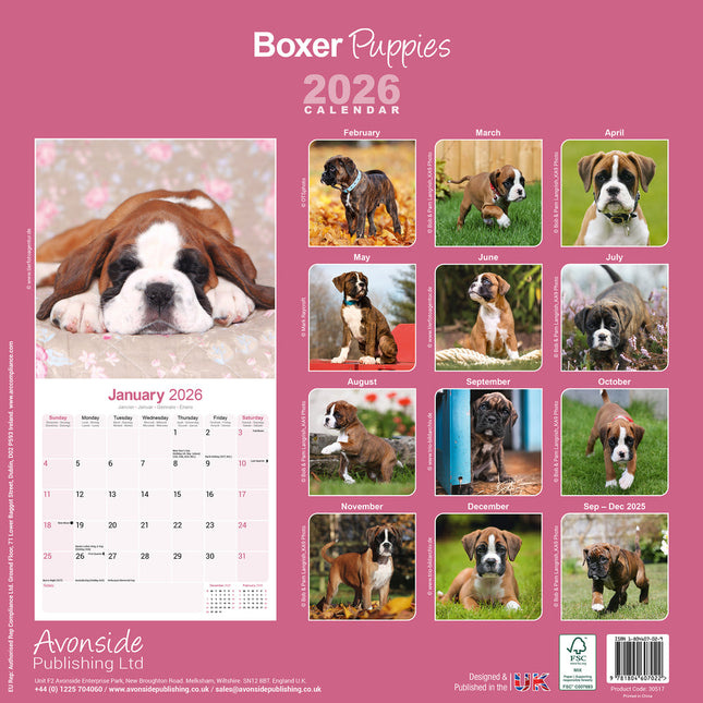 Avonside Boxer Puppies Kalender 2026