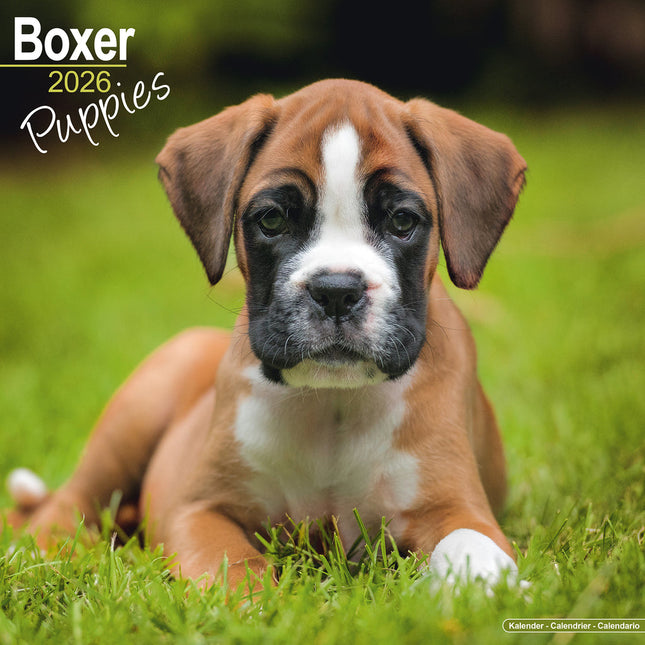 Avonside Boxer Puppies Kalender 2026