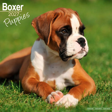 Avonside Boxer Puppies Kalender 2027