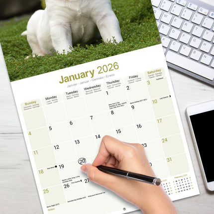 Avonside Bull Terrier Kalender 2026
