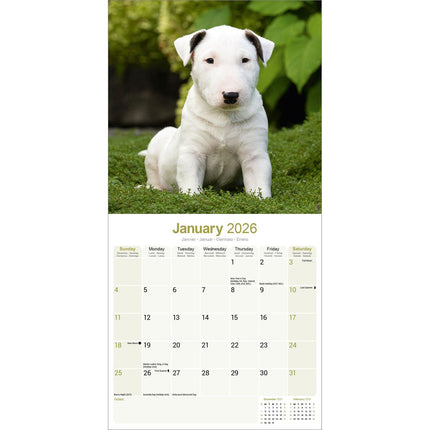Avonside Bull Terrier Kalender 2026