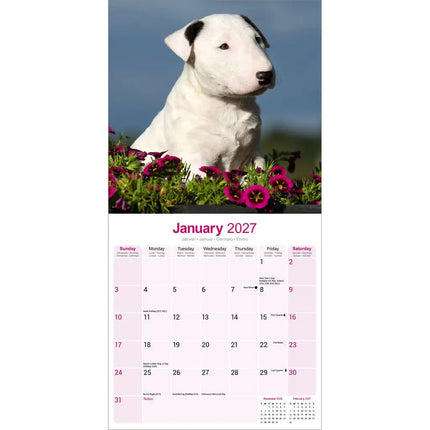 Avonside Bull Terrier Kalender 2027