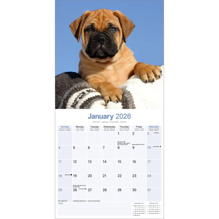 Avonside Bullmastiff Kalender 2026