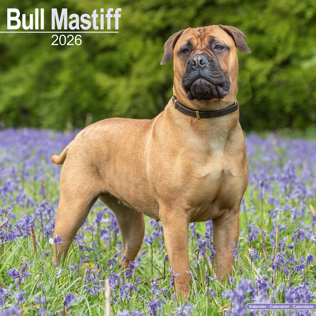 Avonside Bullmastiff Kalender 2026