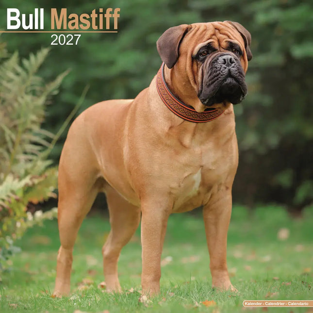 Avonside Bullmastiff Kalender 2027